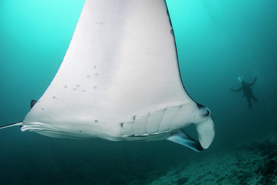 Manta Ray At Manta Alley In Komodo Photograph By Brandi Mueller - Fine 