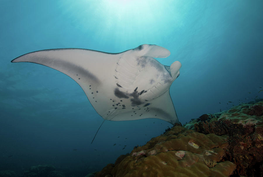Manta Ray, Yap, Micronesia #3 Photograph by Andreas Schumacher