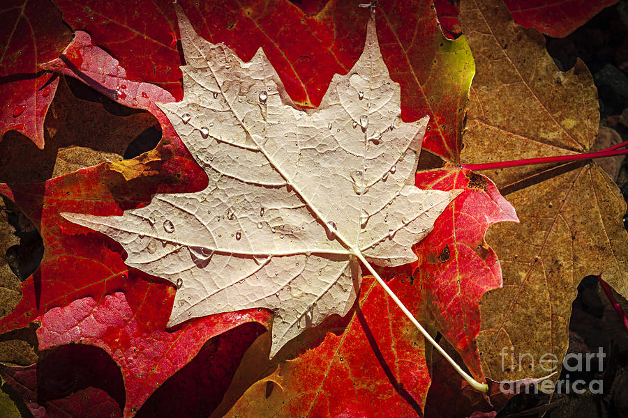 Fall Photograph - Maple leaves in water by Elena Elisseeva