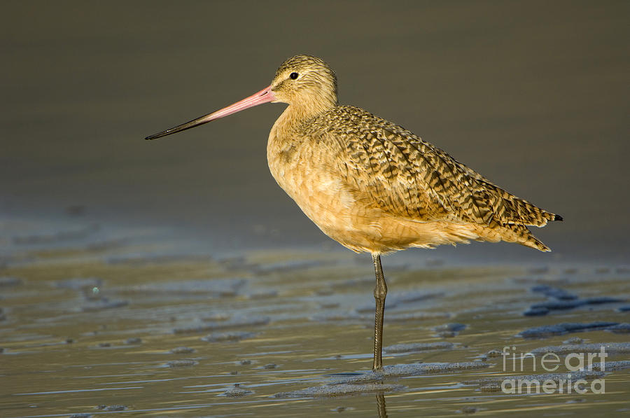 Marbled Godwit #3 Photograph by John Shaw