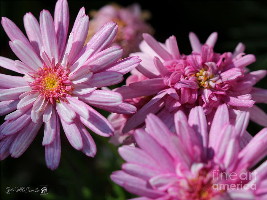 Marguerite Daisy named Double Pink #3 Photograph by J McCombie