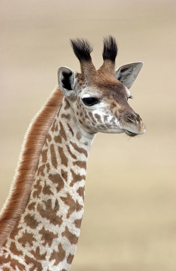 Masai Giraffe Giraffa Camelopardalis #3 Photograph by Panoramic Images