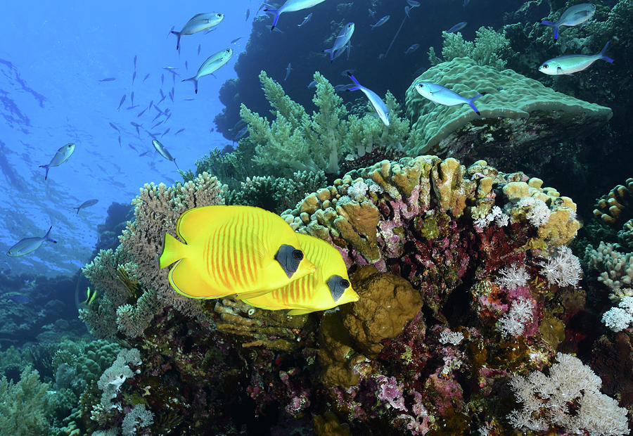 Fish Photograph - Masked Butterflyfish, Red Sea, Egypt #3 by Andreas Schumacher