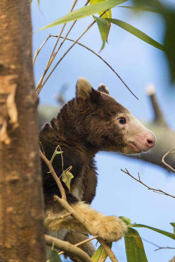 Wildlife Photograph - Matschies Tree Kangaroo #3 by Mark Newman