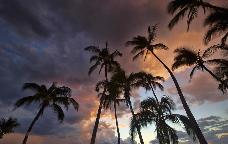 Maui Palms #3 Photograph by James Roemmling