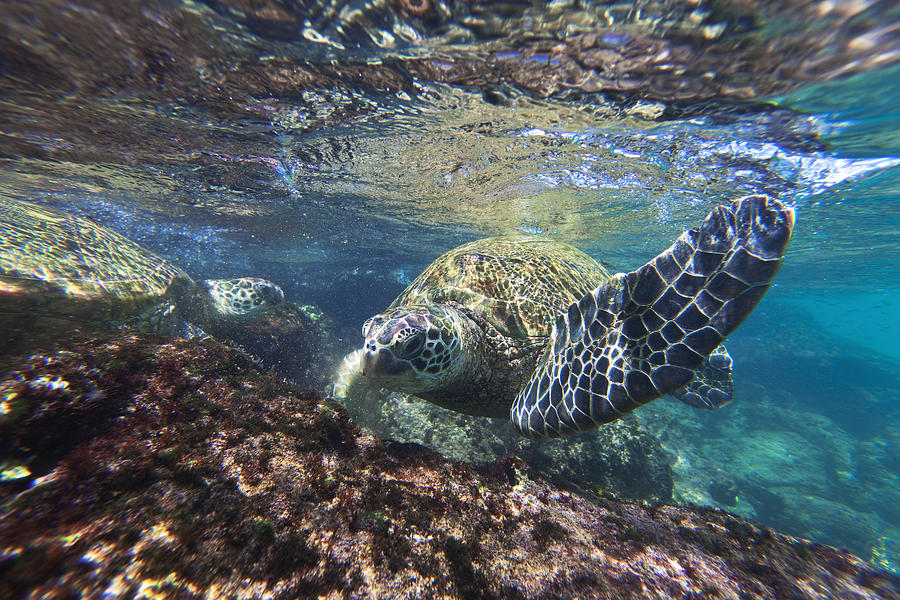 Maui Turtle #3 Photograph by James Roemmling