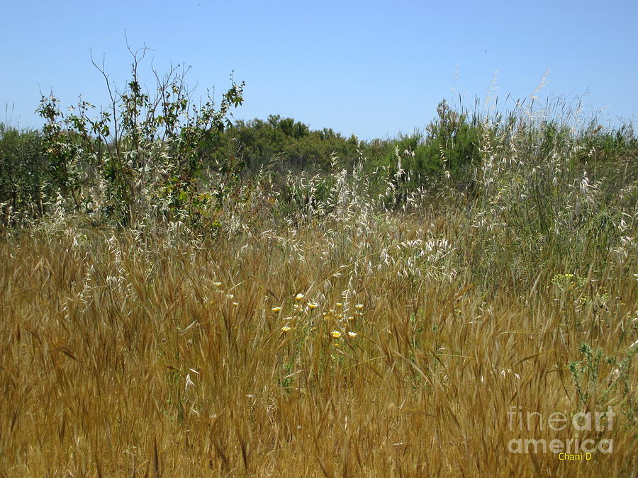 Meadow near Malaga #2 Photograph by Chani Demuijlder
