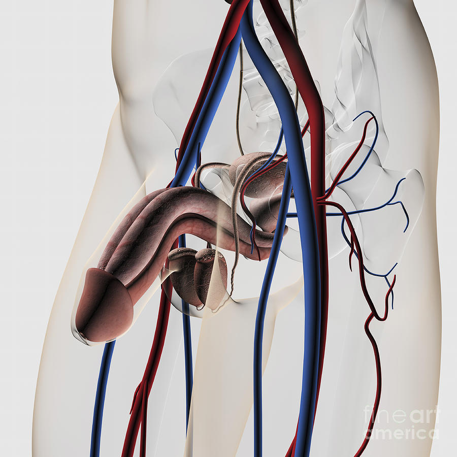 Medical Illustration Of Male #3 Digital Art by Stocktrek Images