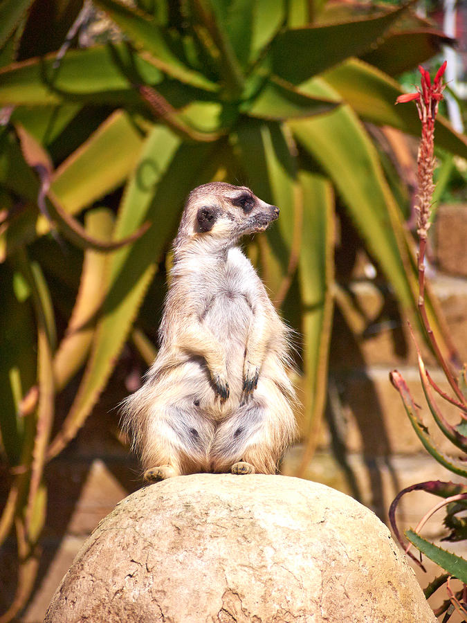 Meerkat Photograph
