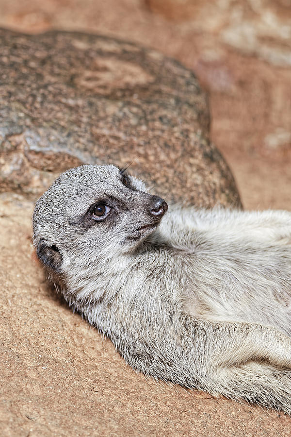 Meerkat #3 Photograph by Peter Lakomy