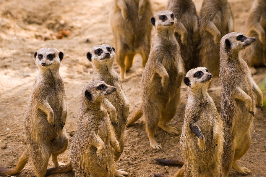 Meerkats Photograph by Daniel Kocian - Fine Art America