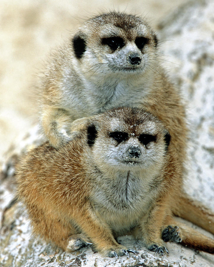 Meerkats #3 Photograph by Millard H. Sharp