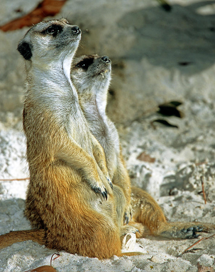 Meerkats Suricata Suricatta #3 Photograph by Millard H. Sharp