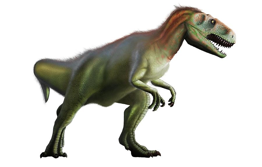 Megalosaurus Dinosaur Photograph by Mark Garlick/science Photo Library ...