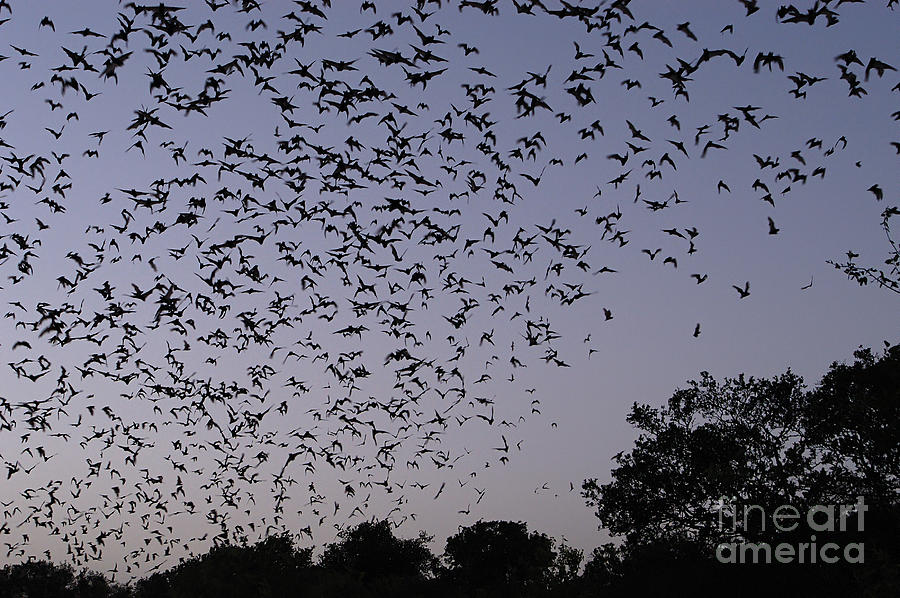 Mexican Free-tailed Bats #3 Photograph by Gregory G. Dimijian