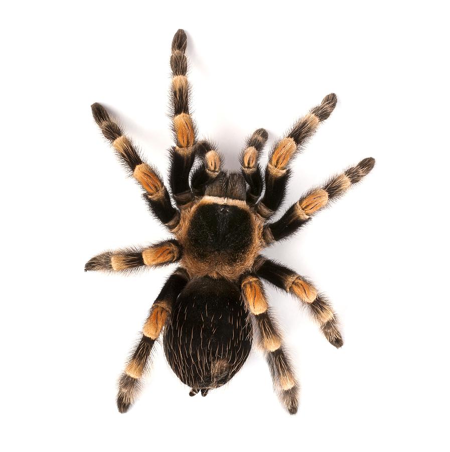 Mexican redknee tarantula #3 Photograph by Science Photo Library