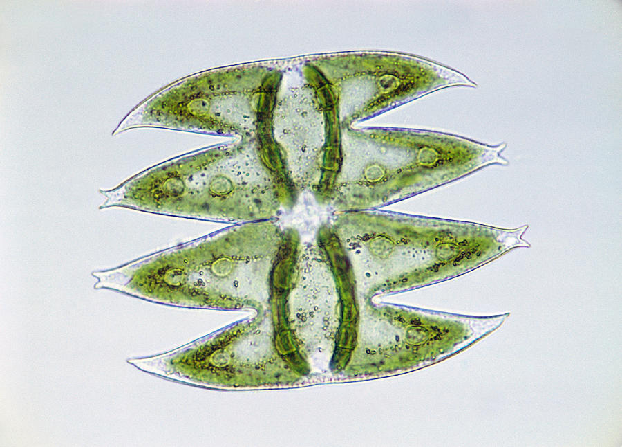 Micrasterias Sp. Algae Lm #3 Photograph by Winton Patnode