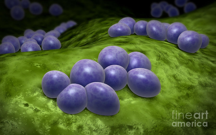 Nature Digital Art - Microscopic View Of Staphylococcus #3 by Stocktrek Images