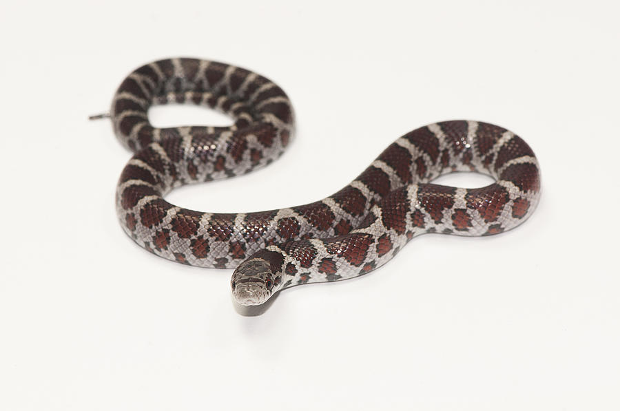 Milk Snake, Lampropeltis Triangulum #3 Photograph by Scott Camazine