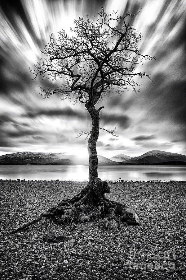 Black And White Photograph - Millarochy Bay Tree Loch Lomond #3 by John Farnan