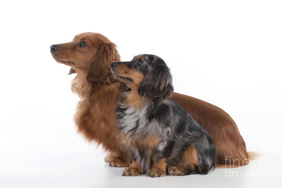 Miniature long haired dachshund sitting beside grooming supplies