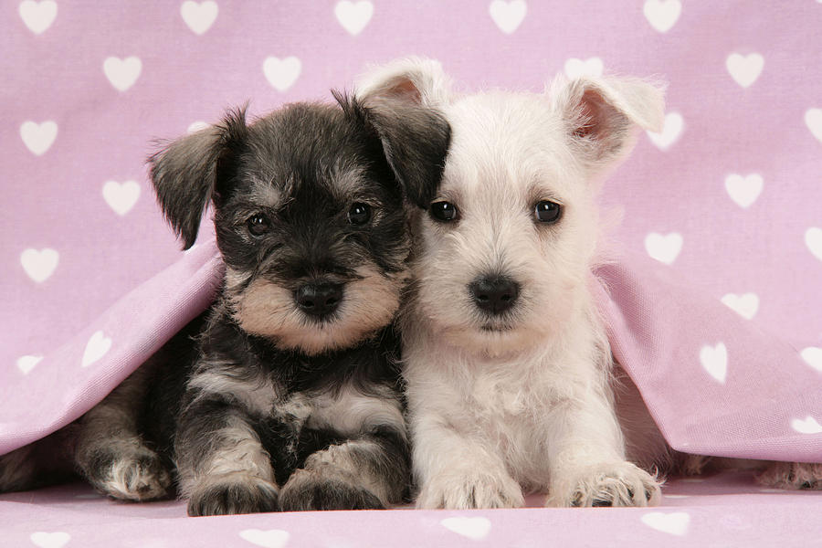 Miniature Schnauzer Puppies Photograph by John Daniels