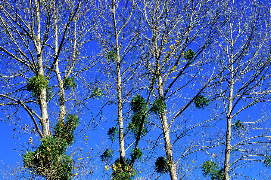 Mistletoe (viscum Album) #3 by Bruno Petriglia/science Photo Library