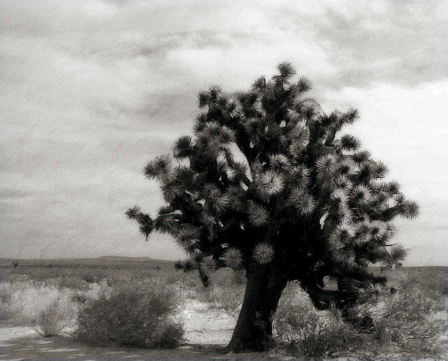 Mojave Desert #3 Photograph by Jim McCullaugh