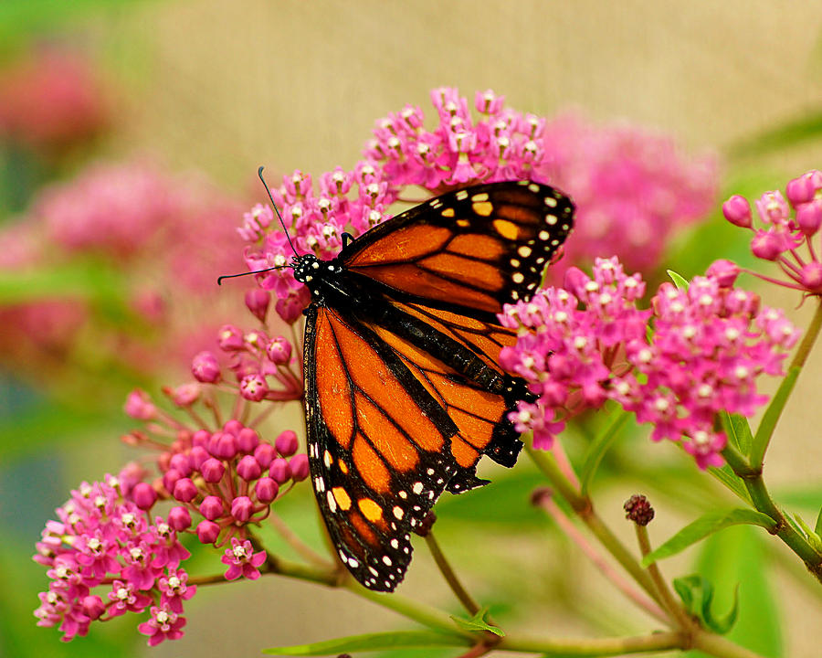 Monarch Butterfly Photograph by Carol Toepke - Fine Art America