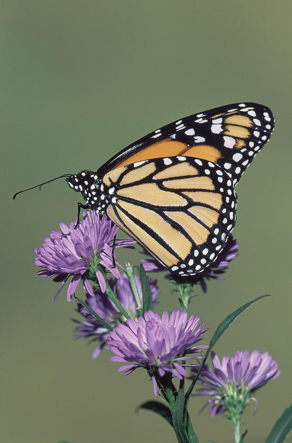 Monarch Butterfly Danaus Plexippus #3 Photograph by Millard H. Sharp