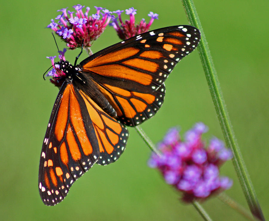 Monarch Butterfly in Garden #4 Photograph by Karen Adams