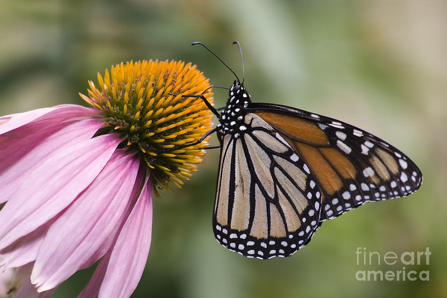 Monarch Butterfly #7 Photograph by Jill Lang