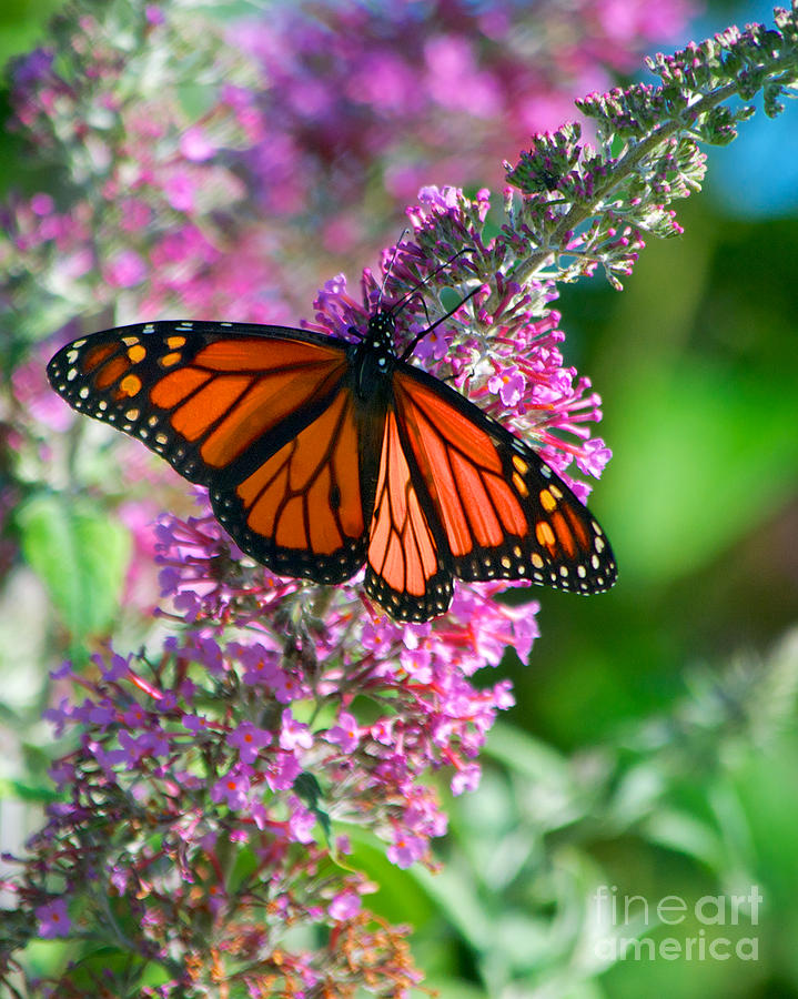 Monarch Butterfly #3 Photograph by Mark Dodd