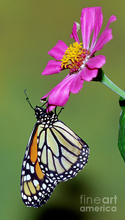 Monarch Butterfly #3 Photograph by Millard Sharp