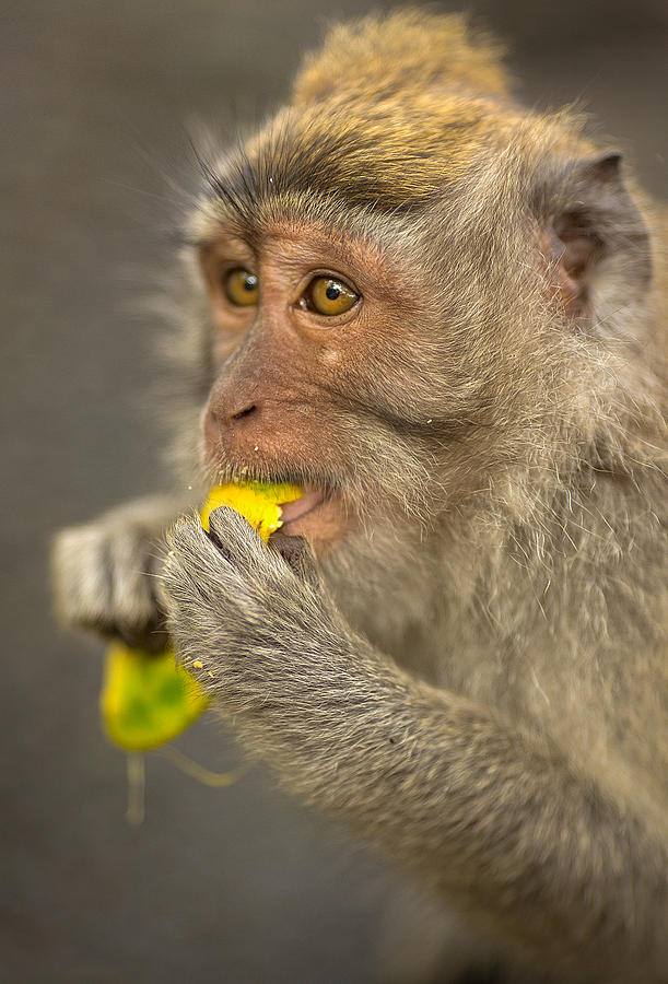 Monkey - Bali #3 Photograph by Matthew Onheiber