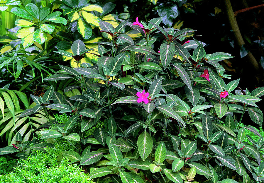 Monkey Plant (ruellia Makoyana) Photograph by Mike Danson/science Photo ...