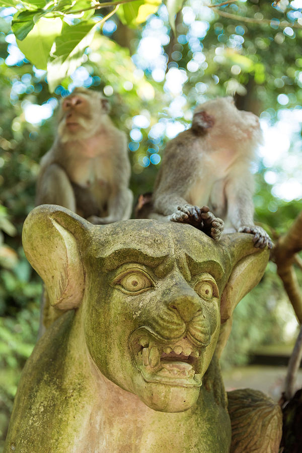 Monkeys In Ubud Bali Photograph