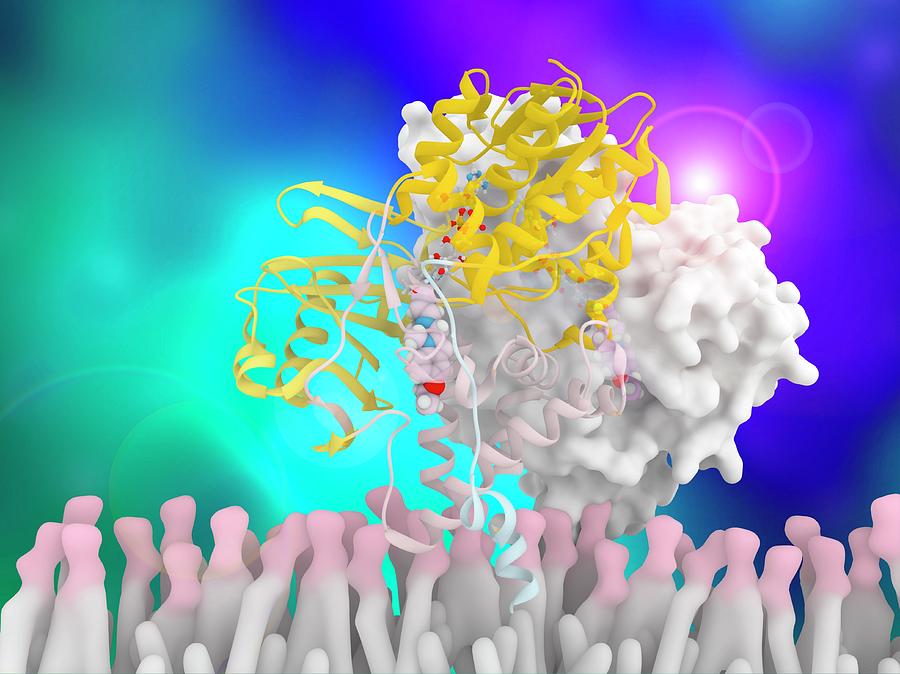 One Photograph - Monoamine Oxidase And Inhibitor Complex #3 by Ramon Andrade 3dciencia/science Photo Library