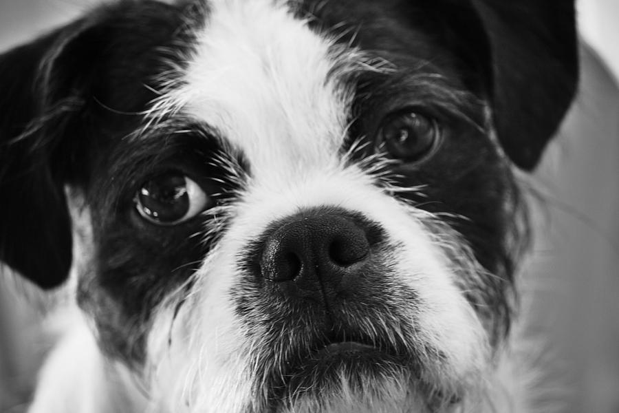 Dog Photograph - Monty #3 by Al Fritz