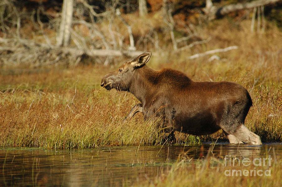 Moose #3 Photograph by Alana Ranney
