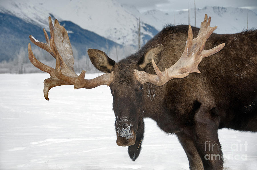 Moose Alces Alces #3 Photograph by Mark Newman