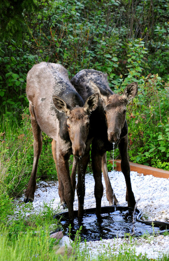 819P Young Moose Twins Photograph by NightVisions