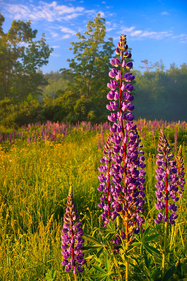 Morning Lupine Photograph by Jeff Sinon