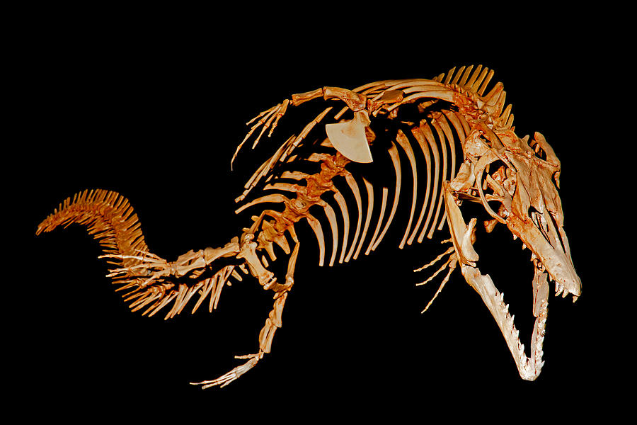 Mosasaur, Fossil #3 Photograph by Millard H. Sharp
