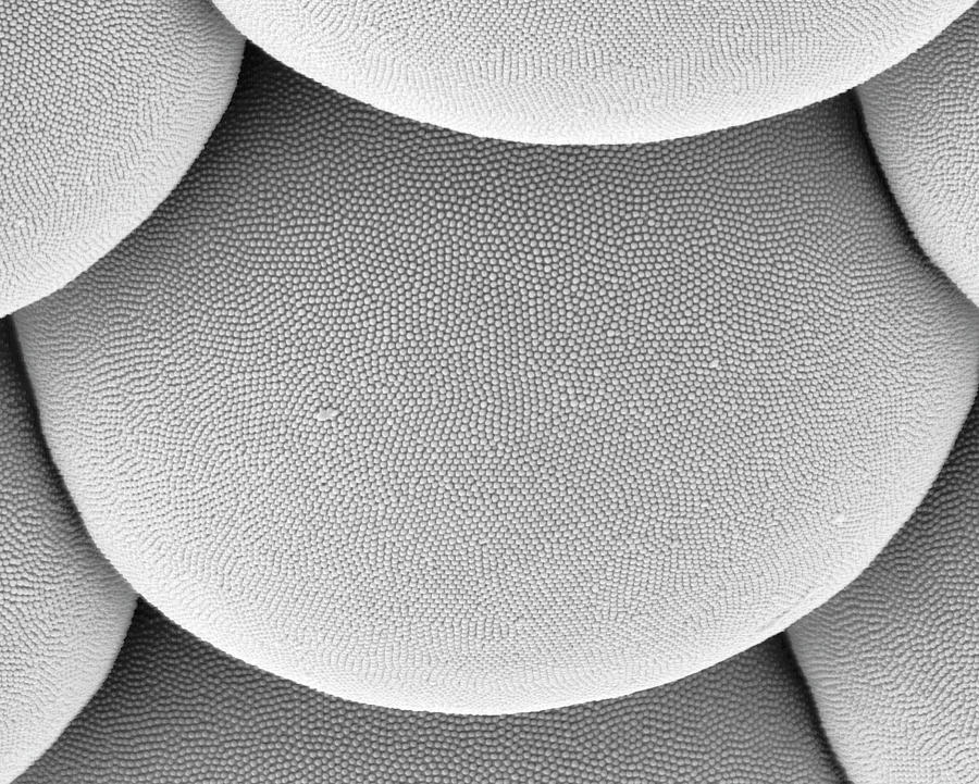 Mosquito Single Ommatidium #3 Photograph by Dennis Kunkel Microscopy/science Photo Library