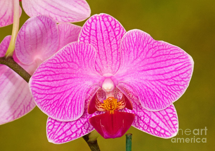 Moth Orchid #3 Photograph by Millard H. Sharp