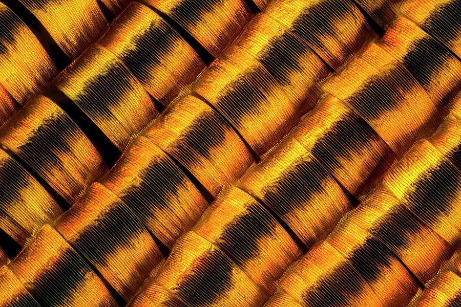 Moth Wing Scales #3 Photograph by Frank Fox/science Photo Library