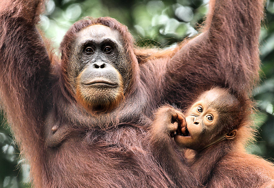 Mother and Baby Orangutan Borneo #2 Photograph by Carole-Anne