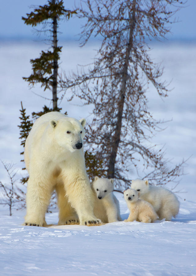 Mother Polar Bear With Three Cubs Photograph by Keren Su - Fine Art America