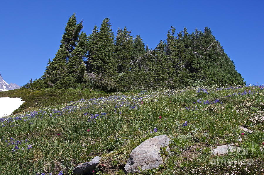 Mount Rainier Wildflowers #3 Photograph by Sean Griffin